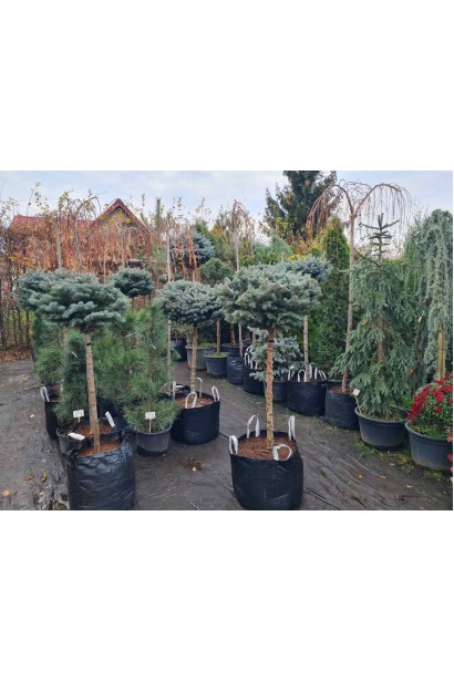 Ель Глаука Глобоза на штамбе в питомнике